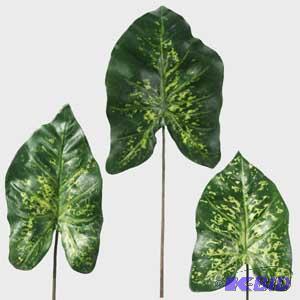 Caladium Leaf