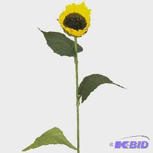 Small Single Sunflowers