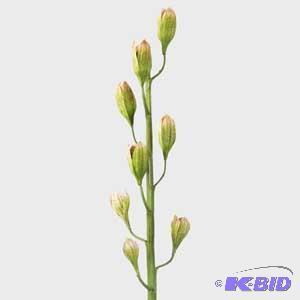 Seed Pod Spray