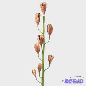 Seed Pod Spray