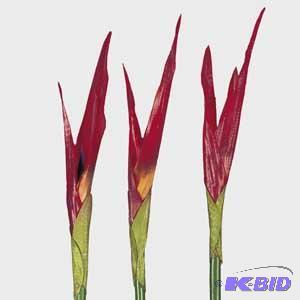 Bird of Paradise
