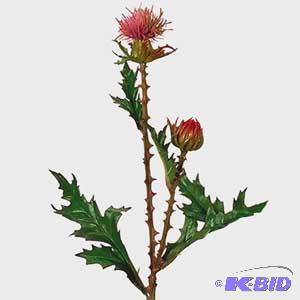 Musk Thistle