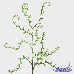Himalayan Fern Spray