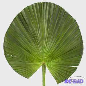 Fan Palm