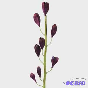 Seed Pod Spray