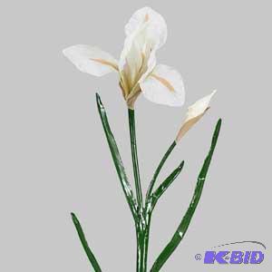 Japanese Iris