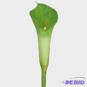 Cala Lily