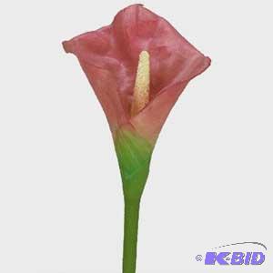 Calla Lilly  mauve