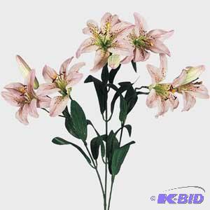 Tigerlily