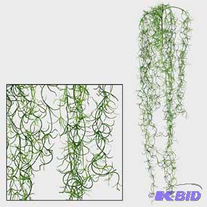 Spanish Moss Vine