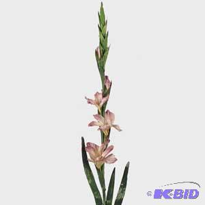 Mini Gladiola
