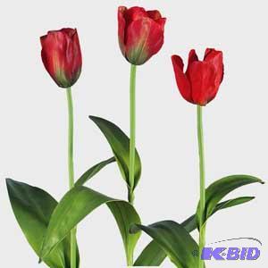 Dutch Tulip