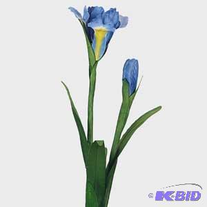 Iris Spray  purple