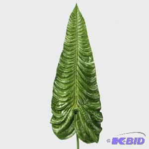 Elephant Ear
