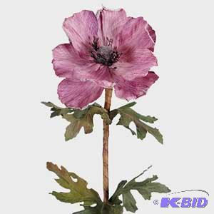 Anemone