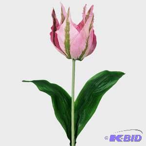 Crown Tulip