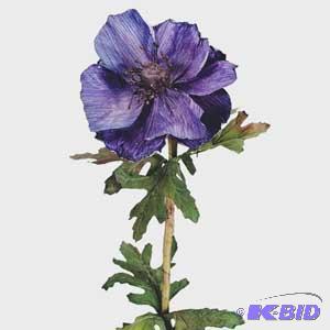 Anemone