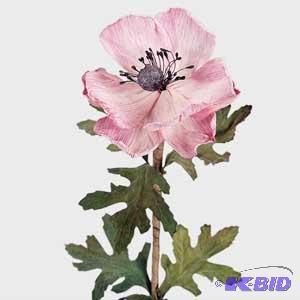 Anemone