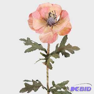 Anemone