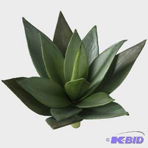Agave Plant