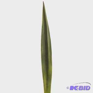 Blade Plant & Assorted Stems