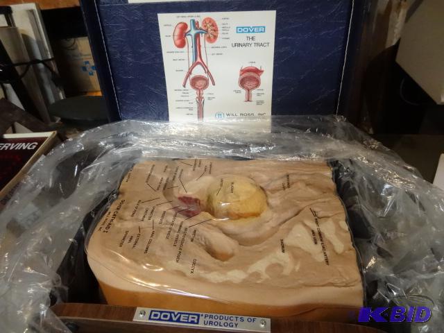 lot 223 image: Dover Urinary Tract Training Dummy...