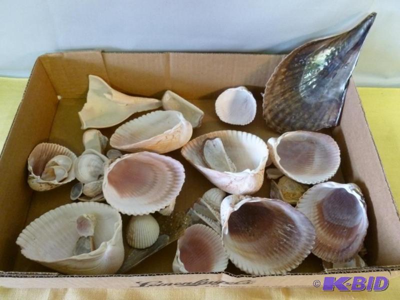 lot 65 image: Nice lot of decorative sea shells....