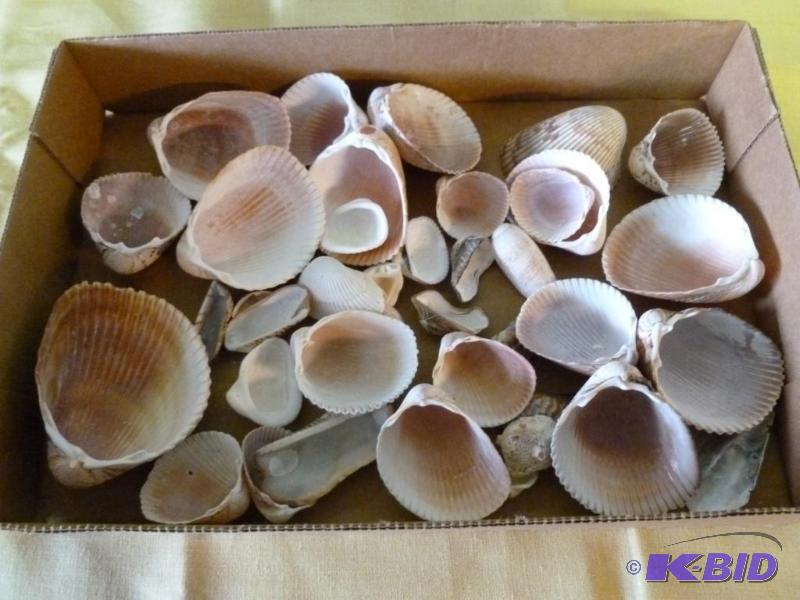 lot 66 image: Nice lot of decorative sea shells....