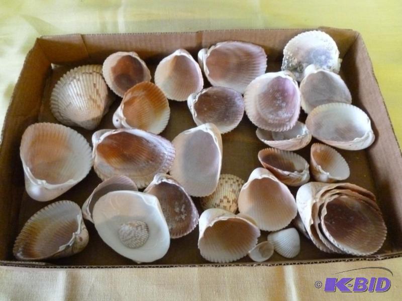 lot 67 image: Nice lot of decorative sea shells....