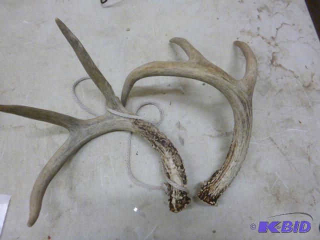 lot 61 image: Rattle Antlers ...