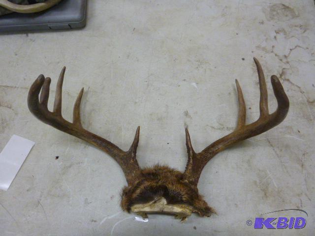 lot 65 image: 9 Point Antlers...