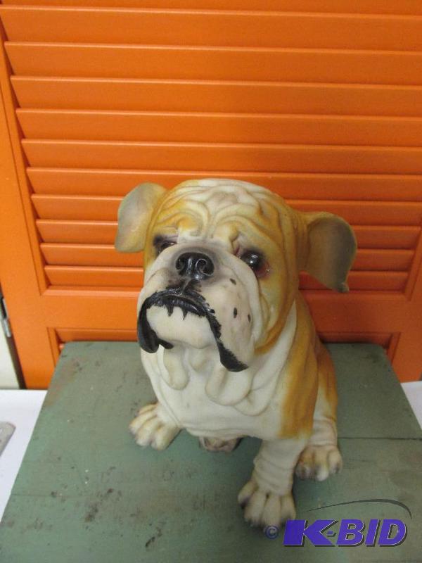Adorable Bull Dog