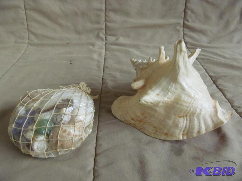 shells