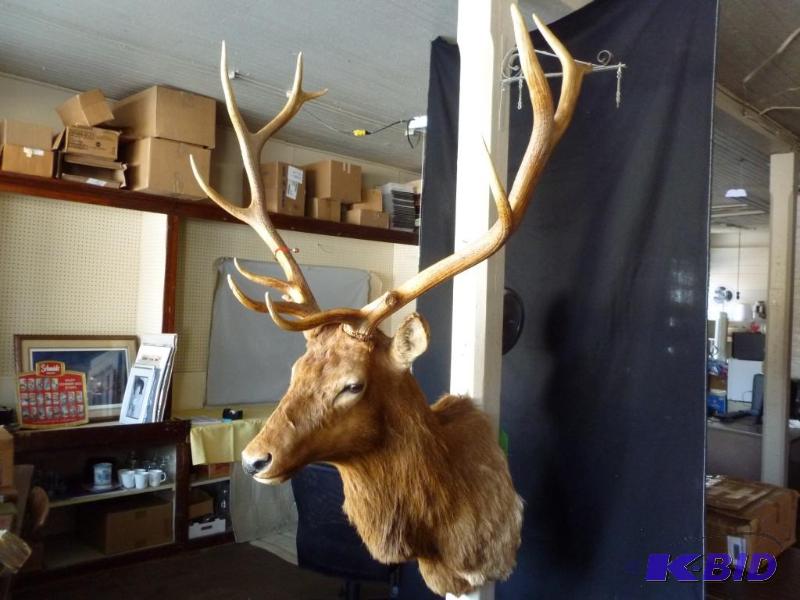 Beautiful Large Rocky Mountain 6 x 5 Bull Elk...