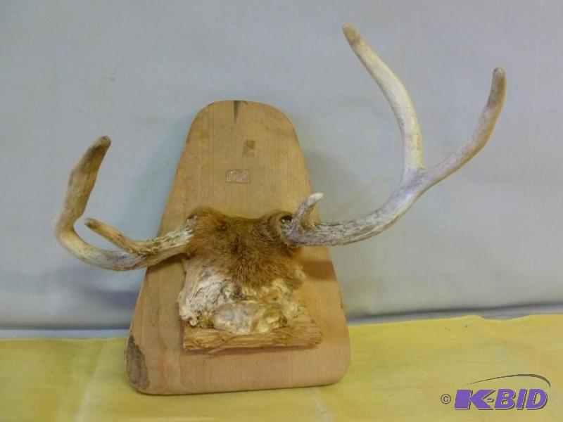 lot 184 image: Five point deer antler on board mount, unique...