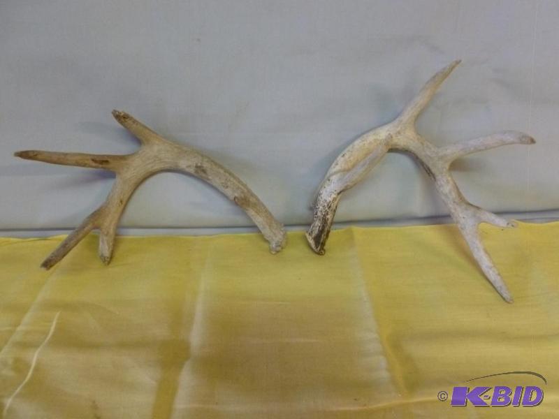 lot 185 image: A pair of deer rattling antlers. ...