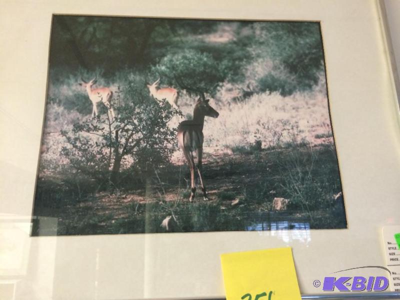 lot 356 image: Deer photo 16x20