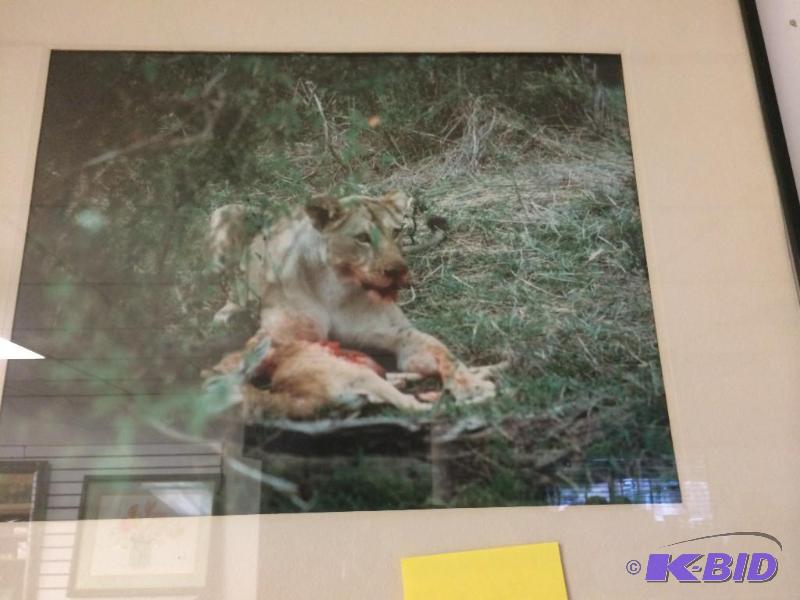 lot 357 image: Lion Kill photo 16x20