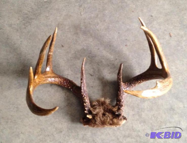 lot 36 image: Deer Antler Rack