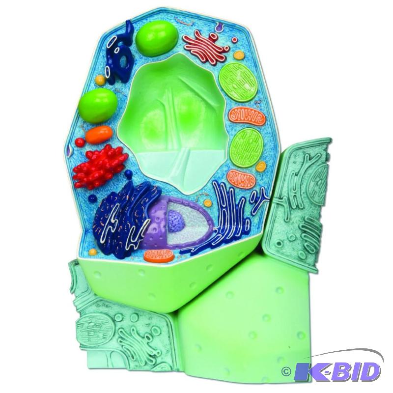 3B Scientific R05 Plant Cell Model, Magnified 500000 - 1000,000 Times, 7.9 x 4.5 x 13