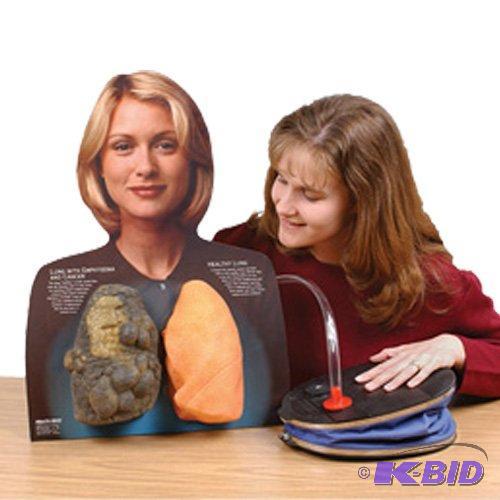 HEALTH EDCO W43062 Lou-Wheeze Flexible Latex Lung Model, 17 Length x 23 Height