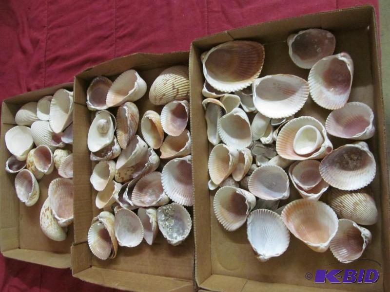 sea shells
