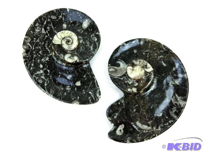 lot 18 image: 400 MILLION YEAR OLD POLISHED MOROCCAN GONIATITE CEPHALOPOD FOSSILS LOT OF 2