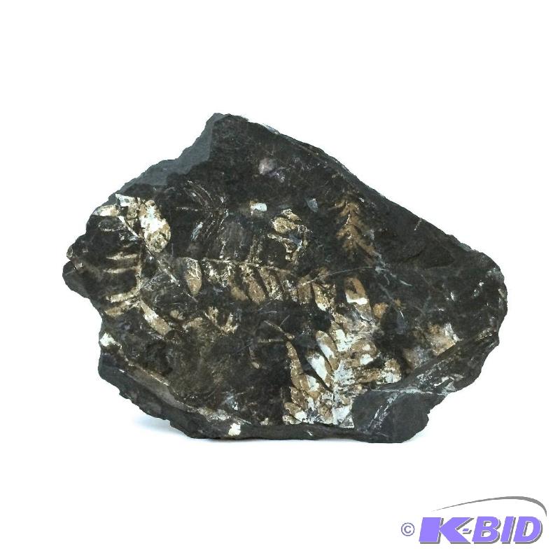 lot 21 image: Large Shale Fern Leaf Fossil
