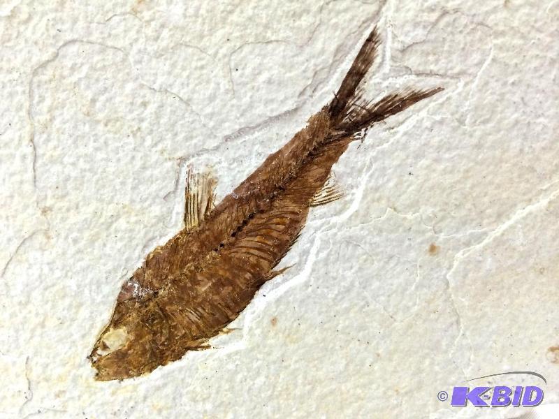 lot 22 image: Knightia Fish Fossil - Credit River Basin - Sandstone