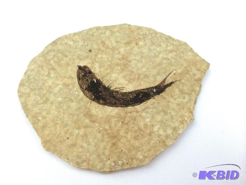 lot 34 image: Fish Fossil