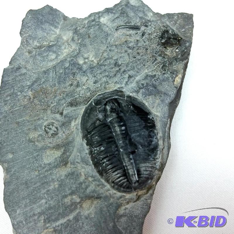 lot 35 image: Trilobite Fossil in matrix