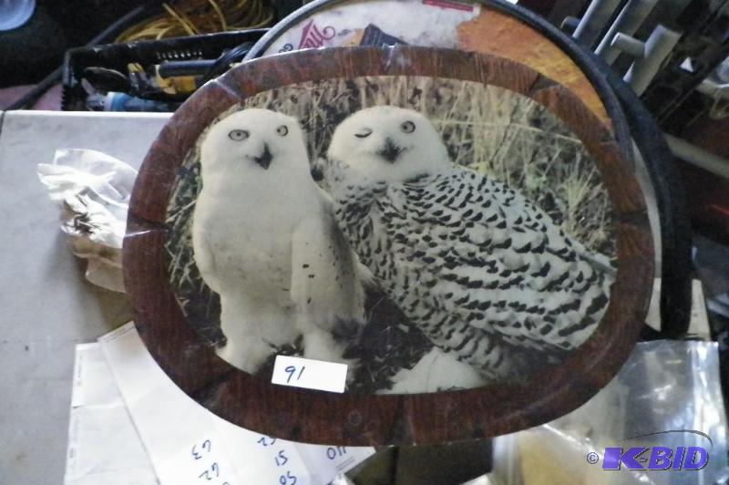 Owl Picture