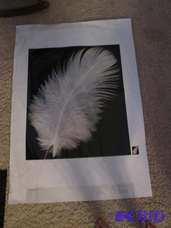 38 in x 27in white feather poster with plack ...