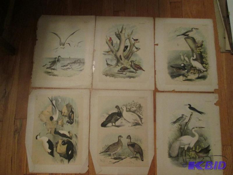 bird pictures 15in x 11in...